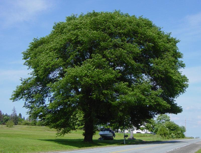 Nova Scotia: Rossway war memorial, 22 June 2006